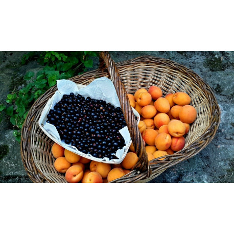 Le Pot de Julien : Abricots-Cassis